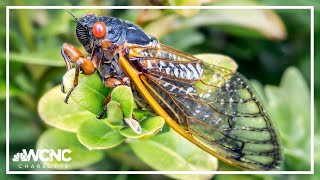 Cicada invasion Rare doublebrood event predicted for 2024 [upl. by Fabri]