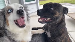 Watch What Happens When This Mini Aussie Is Left Alone With A Staffy For The First Time [upl. by Derag699]