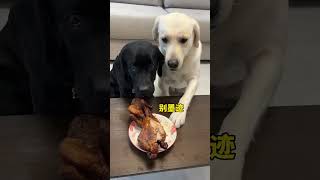 Dog meat is smelly I wont eat it When you have a greedy puppy Im not a human but you are a [upl. by Olim]