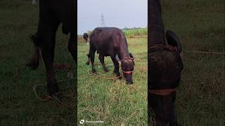 Bull  Murrah Bull  Murrah Buffalo 2024  Yadav Dairy Farm  Buffalo Dairy Farm  Dairy Farm [upl. by Idoux]