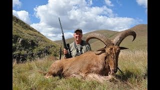 FreeRange Barbary Sheep in South Africa [upl. by Stefan]