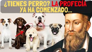 ¡ALERTA Lo que Nostradamus Predijo para los Dueños de Perros ¡Te Sorprenderá [upl. by Koy]