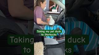 Starbucks ice water adventure with Munchkin the duck🦆 Ducks Starbucks FarmAnimals Pets Shorts [upl. by Lenette]