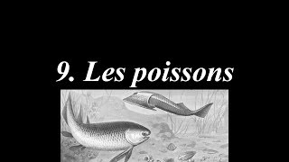 Du big bang à Rosalie 936  Les poissons [upl. by Naomi]