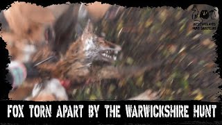 Fox torn apart by the Warwickshire Hunt [upl. by Eramat]