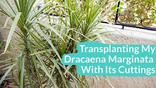 Transplanting My Dracaena Marginata With Its Cuttings  Joy Us Garden [upl. by Croix]