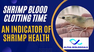 How to test shrimp blood clotting time [upl. by Hadleigh]