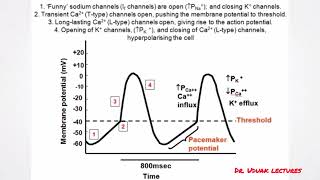 Pacemaker potential [upl. by Onitnevuj880]