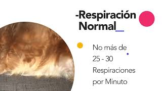 Respiración anormal en perros  Meds For Pets  Cardiología Veterinaria [upl. by Weinreb382]