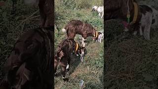 Bakri ke bacche  Saste ho gaye bakre  Najibabad bakra Mandi [upl. by Lyrred]