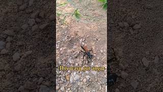 popular insect short video wasp🐝  🪰wasp vs insects  wasp killing insects  wasp insect vs [upl. by Adnerol]