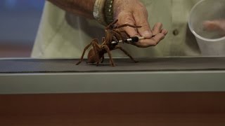 Meet the World’s Largest Tarantula [upl. by Zak]