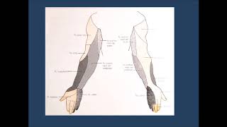 Inervación de Miembro Superior segunda parte [upl. by Neenaj]