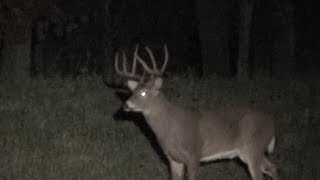 Spotting Deer Whitetail Bucks 2013 Pennsylvania [upl. by Aicnerolf]