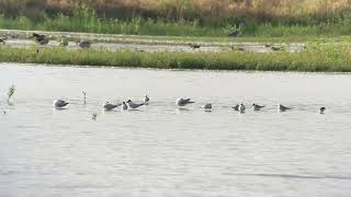 Gullbilled Tern  Gelochelidon nilotica  Lachstern 17 augustus 2024 [upl. by Dosi]