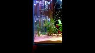 Fluval edge with 20g Fluval CO2 system aquarium diffuser time lapse [upl. by Horn]