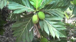 Breadfruit Tree [upl. by Anan]