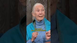 janegoodallinst finds that some male politicians are not too different from chimpanzees colbert [upl. by Maxa]