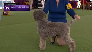 Lagotti Romagnoli  Breed Judging 2023 [upl. by Cornelle]