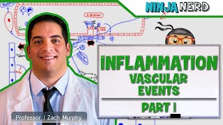 Immunology  Inflammation Vascular Events Part 1 [upl. by Arber]