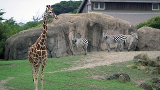 Stanford students design and build enrichments for San Francisco Zoo animals [upl. by Lrac]