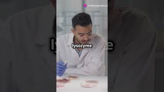 Human Lysozyme pencis genetics geneexpression scientist researchers professors [upl. by Rases398]