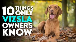 10 Things Only Vizsla Dog Owners Understand [upl. by Svoboda]