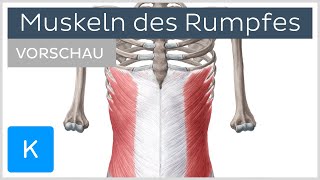 Rumpfwand Aufbau und Hauptmuskeln Vorschau  Kenhub [upl. by Short]