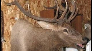 ELK TAXIDERMY  Video 8 of 19  EYES HEAD [upl. by Linn]