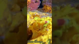 wartyyellowsmallfrogfishshortsunderwatervideographymoalboalcebu🇵🇭 [upl. by Nizam197]