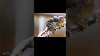 Pygmy Marmoset Monyet Terkecil di Dunia [upl. by Legnaros]