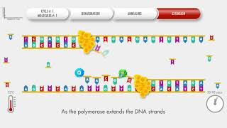 Animated PCR Real Time qPCR procedure [upl. by Ahsote]