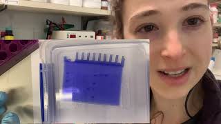 Coomassie Brilliant Blue Dye  the science of SDSPAGE staining [upl. by Decima]