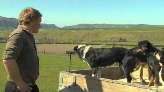 Just Shorn New Zealand Wool Sheep dogs [upl. by Delmor97]