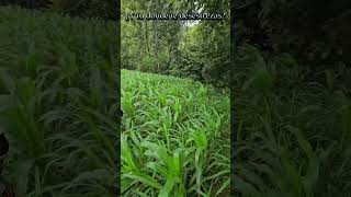 Aqui relax gente elsalvador fincaelencanto milpa agriculture viralvideo abono [upl. by Anaud]