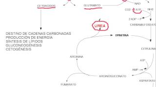 aminoacidos metabolismo [upl. by Lief]