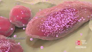 Functions of Osteoblasts amp Osteocytes  Organization of the Osteon [upl. by Hbahsur]