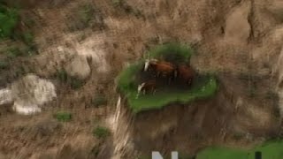 Raw New Zealand Earthquake Strands Cows [upl. by Anehsuc]