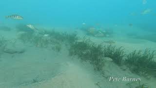 Fossorochromis rostratus group at Chiofu [upl. by Timothee]