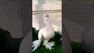 sabaz sharaze pigeon pair beautiful pigeon pair pigeonkabutar bird kabootar pigeonlove 😍👍🕊️ [upl. by Akahs]