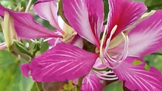 Bauhinia trees in bloom [upl. by Ennaus]