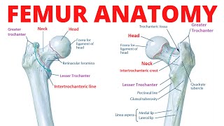 Femur Anatomy [upl. by Ellevehc240]