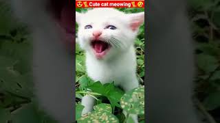 Cat Meowing🌹🐈🐈🌹Cat Sound Cute Cat Videos shorts cat cats dog puppy catlover catfunnyshorts [upl. by Gnok]