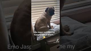 Emo Jasper whenever Dad runs an errand without him pov love pug dadlife [upl. by Atilamrac]