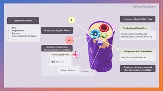 Placenta Part 3  Functions of placenta  Pitfalls of placenta  Gestational Diabetes [upl. by Nixie118]