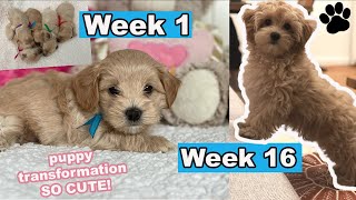 Maltipoo Puppy Growing Up  Week 1 to Week 16  Puppy Transformation [upl. by Sion]