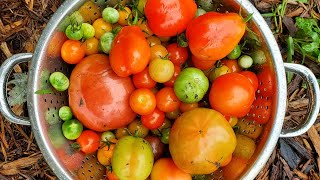 6 Easy Ways to Preserve Tomatoes  Preserving the Harvest  No Canning Tomato Preservation [upl. by Leizahaj]