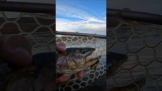 Daytime Mousing Action Fly Fishing for Cutthroats nightfishing mousing flytying [upl. by Nowtna859]