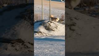 Hund som leker i snøen oddus1975 [upl. by Jonah470]