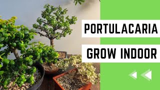 How to Grow Portulacaria Afra Indoors The Easy Method [upl. by Weider]